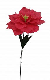 Dalias v/col